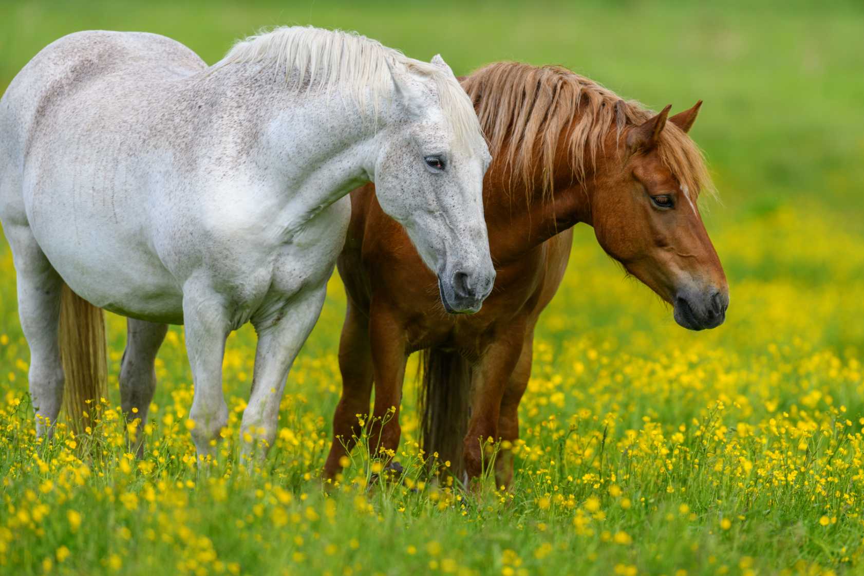 White Brown Horses