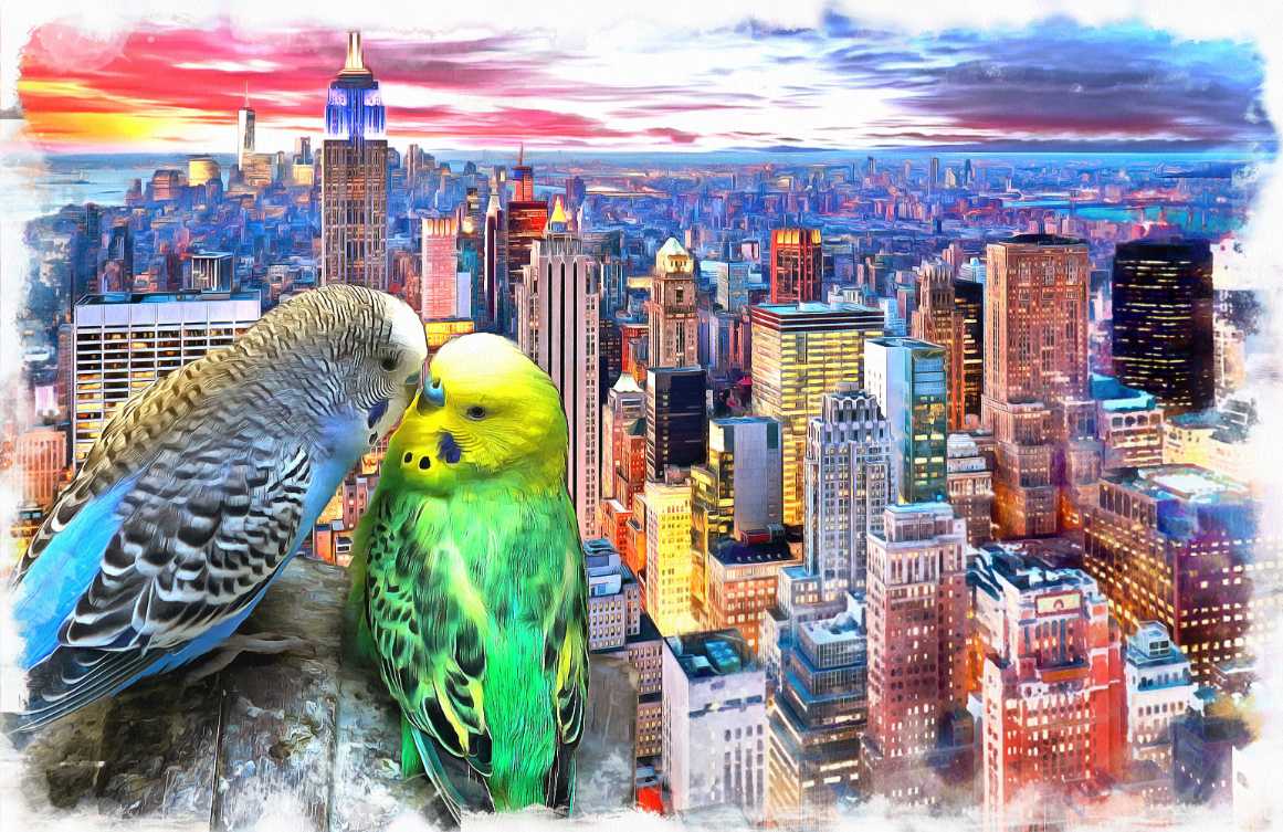 Love Birds