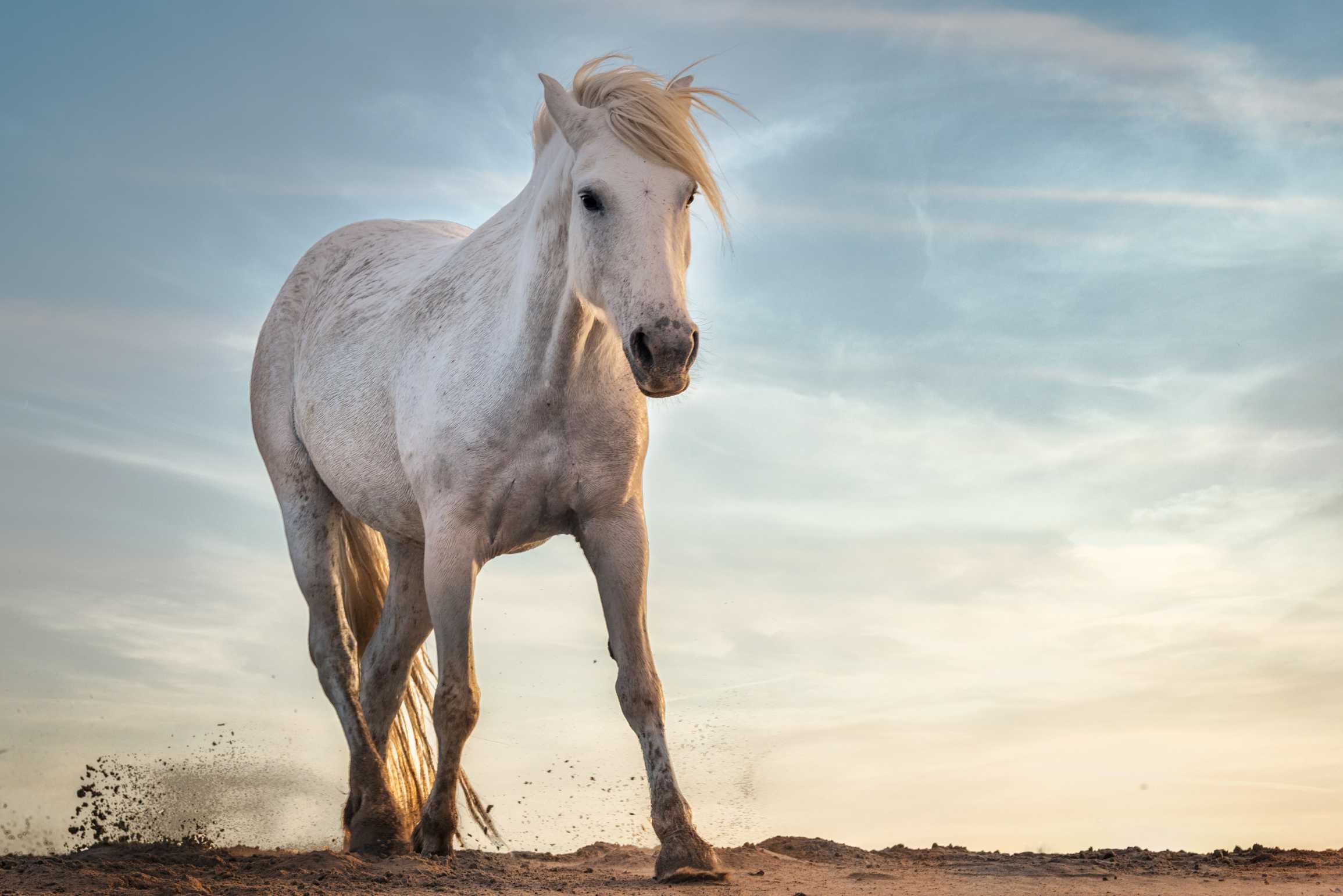 White Horse