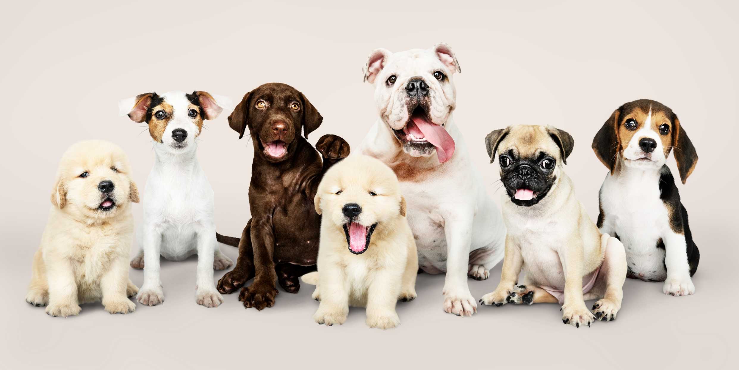 Adorable Puppies