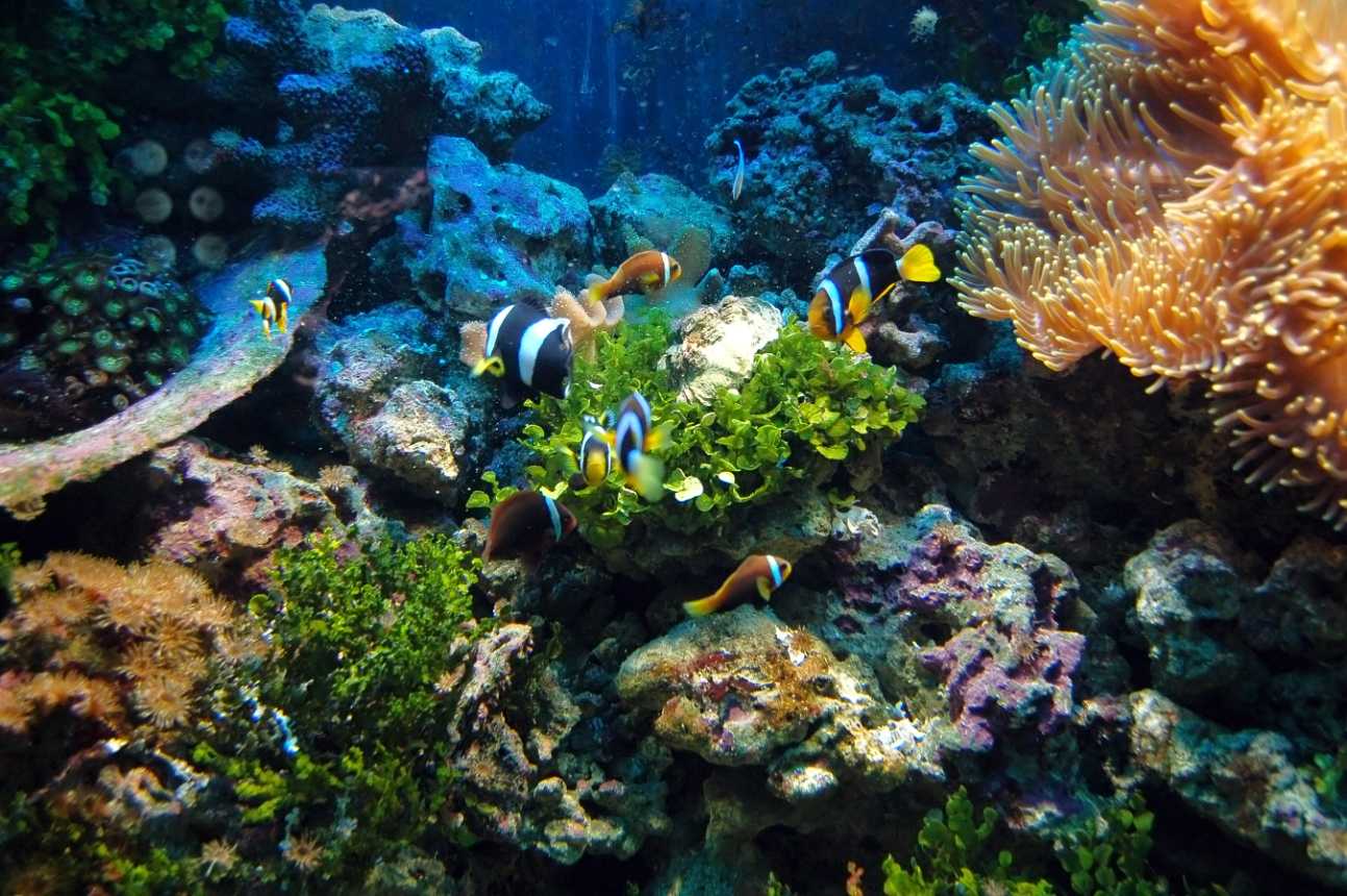 Fish Swimming