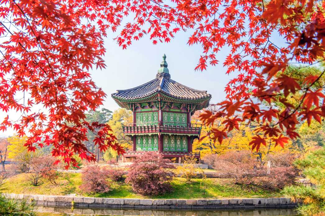 Maple Tree in Autumn