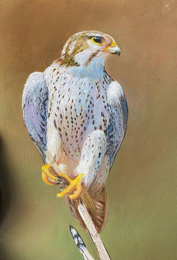 Falcon 2