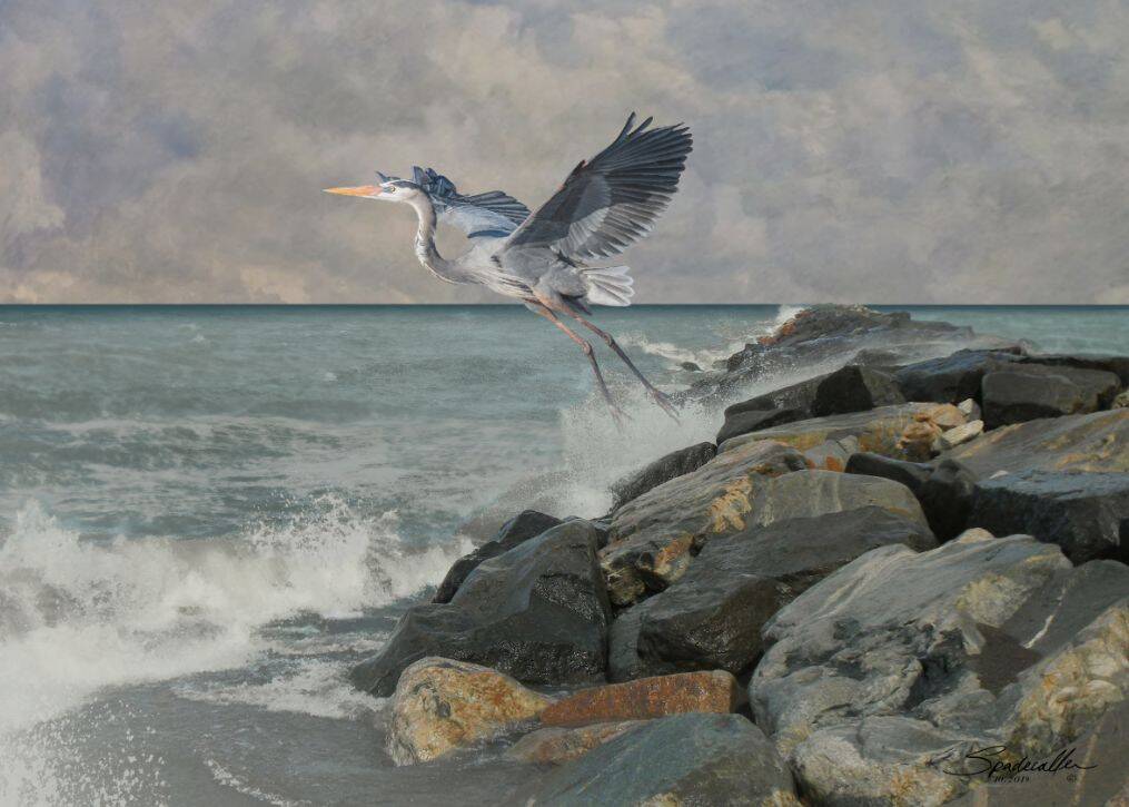 Great Blue Heron at Sand Key