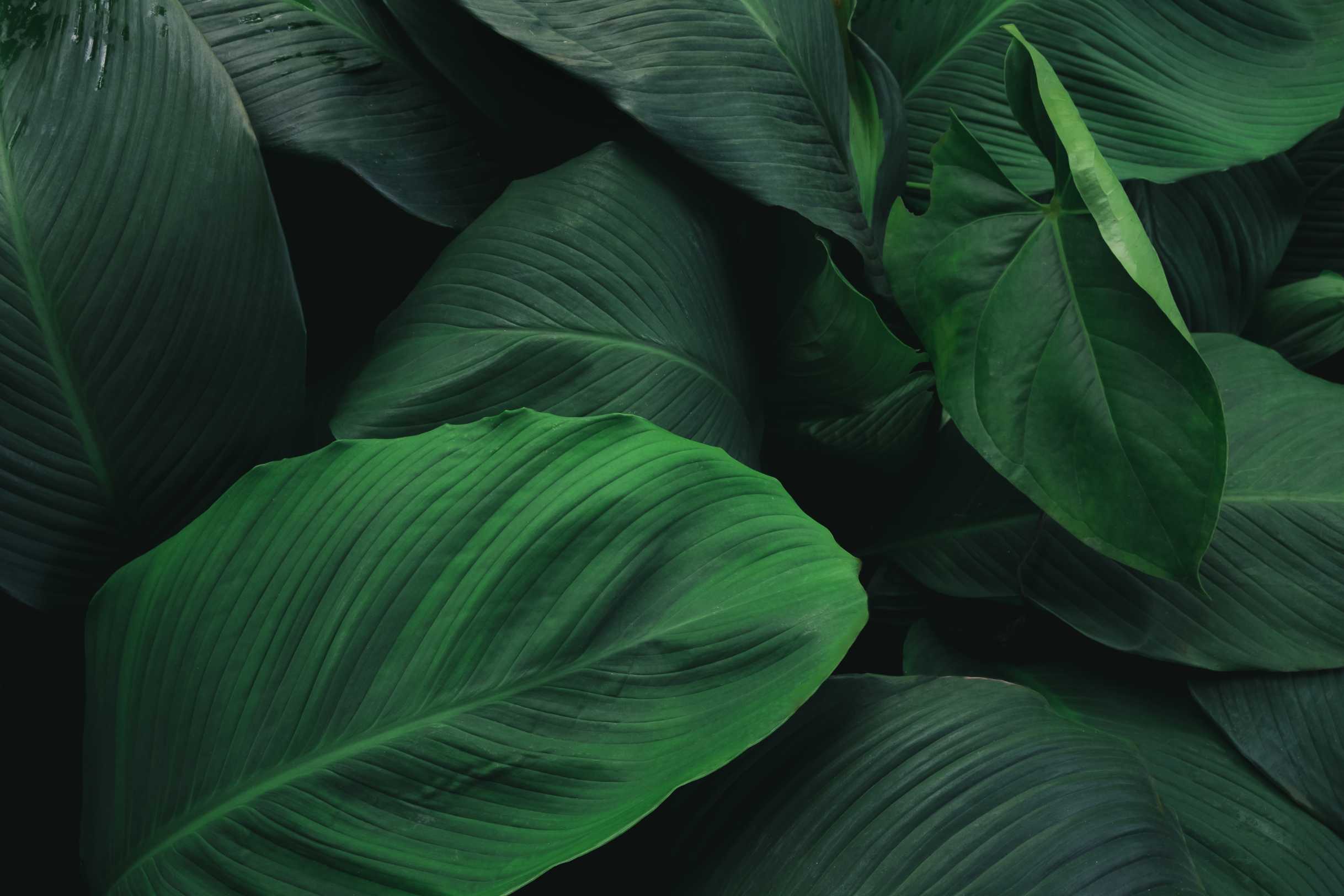 Foliage Tropical Leaf