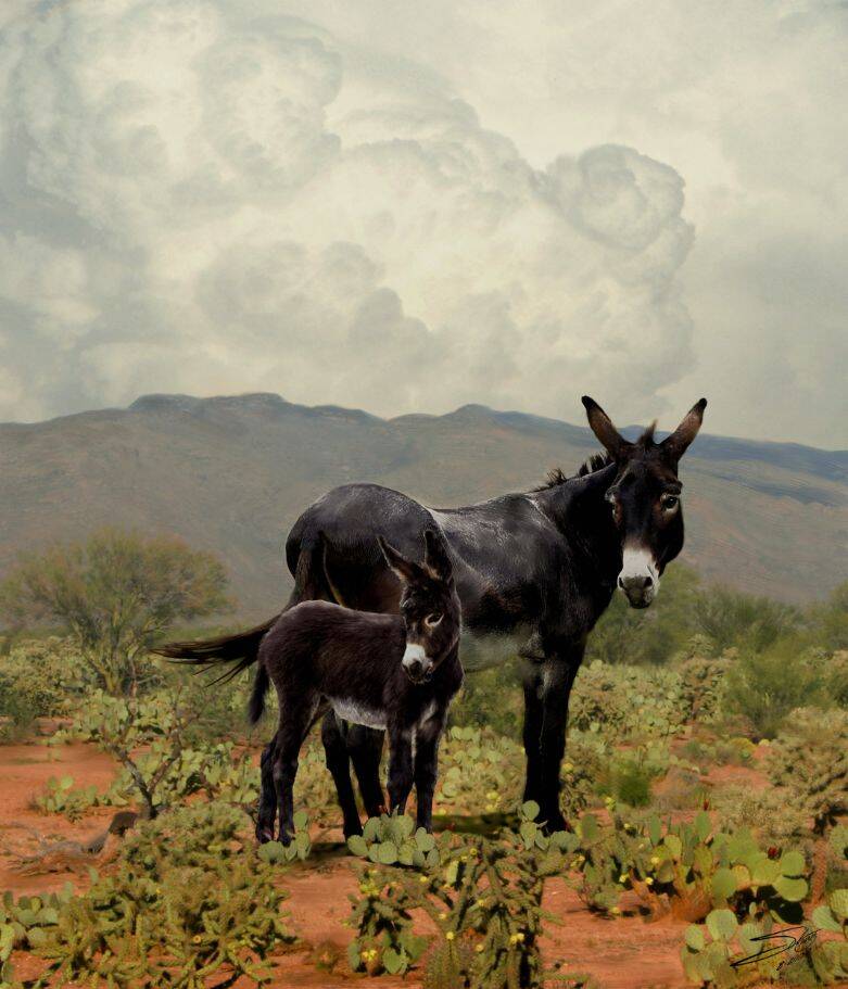 Burros in Tucson