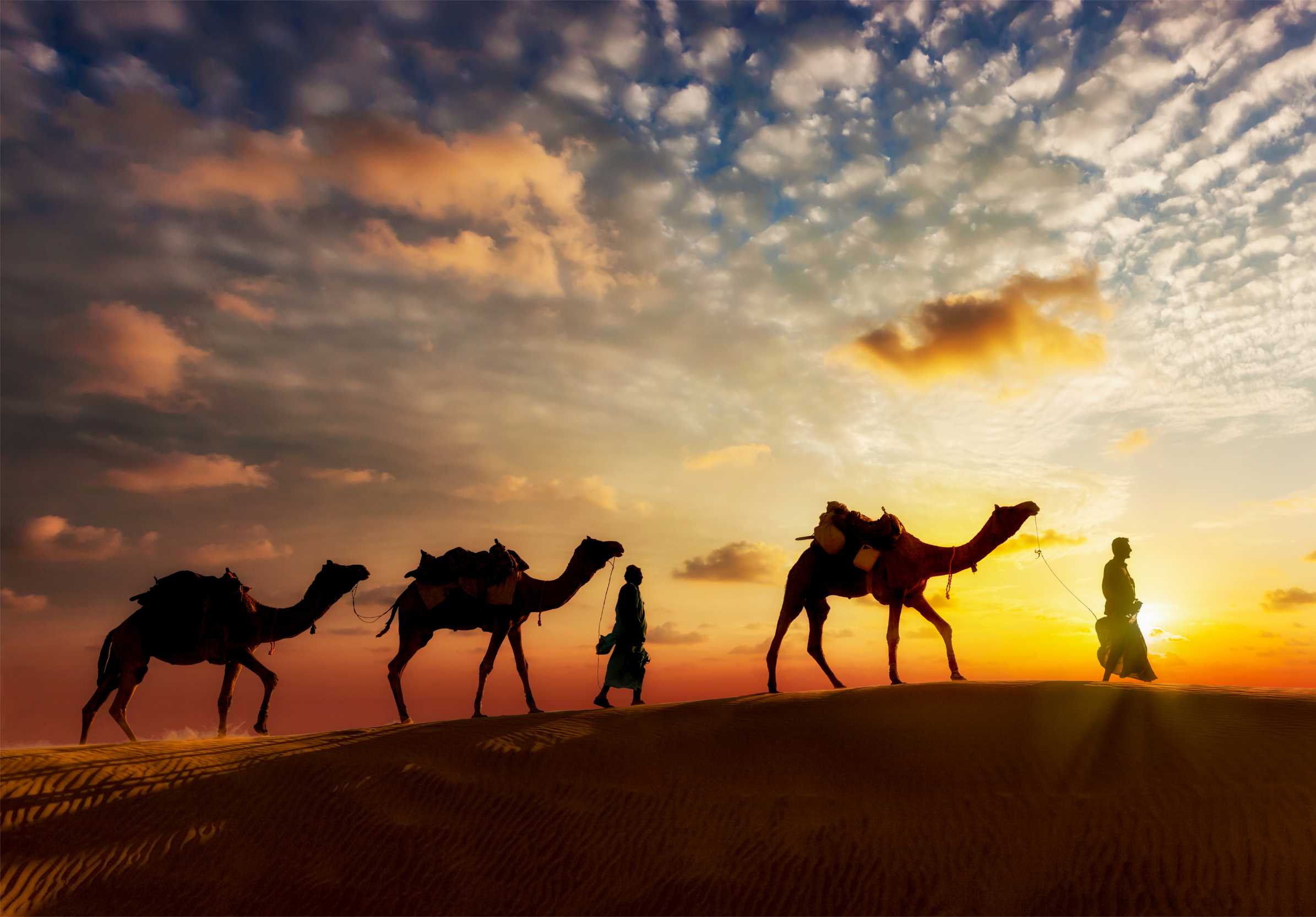Camelers with Camels in Thar Desert
