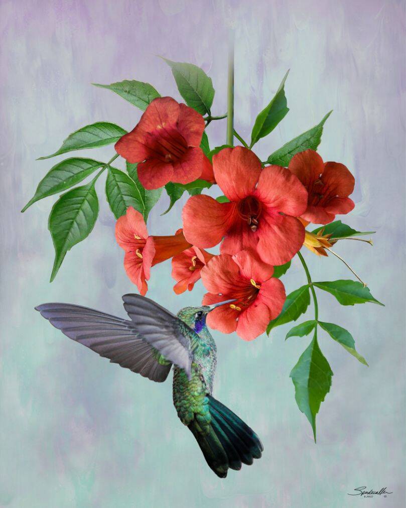 Hummingbird