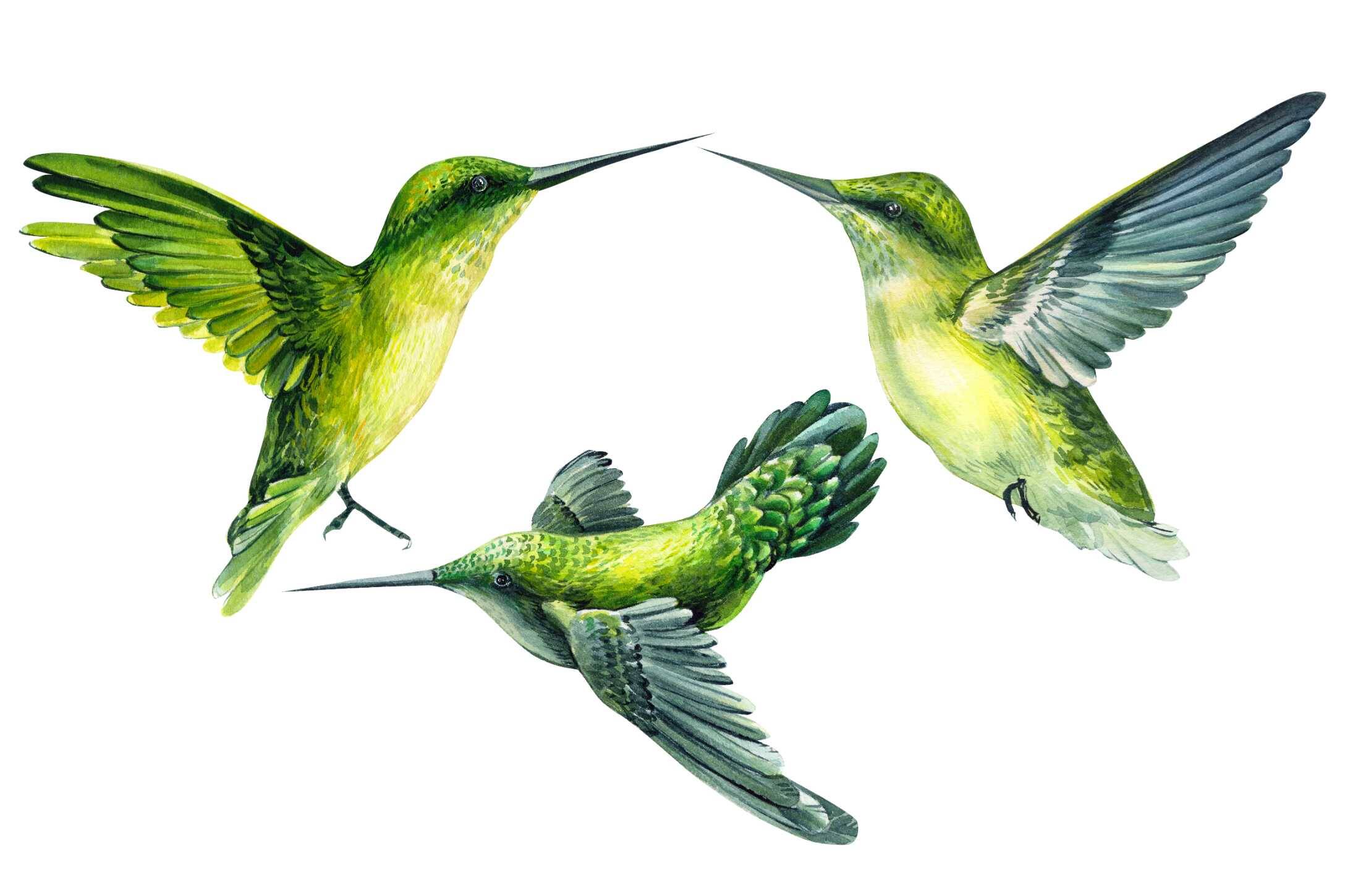 Birds