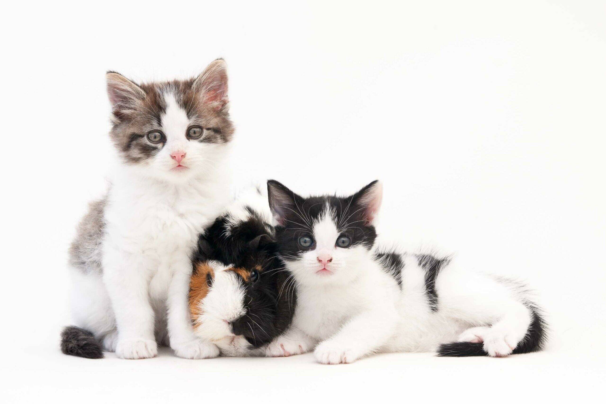 Adorable Cats