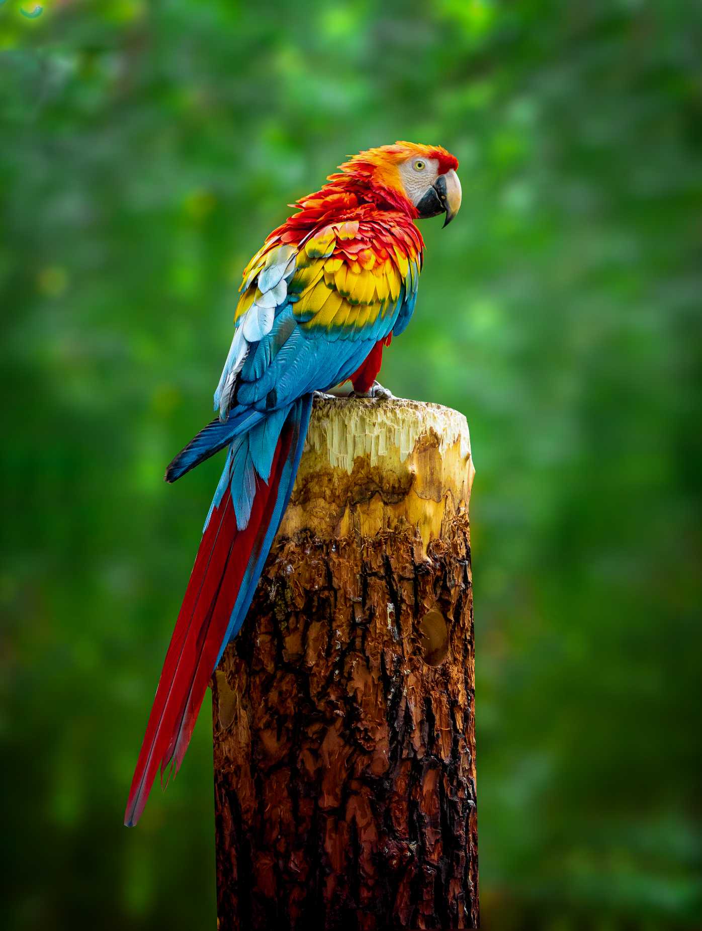 Beautiful Macaw Parrot