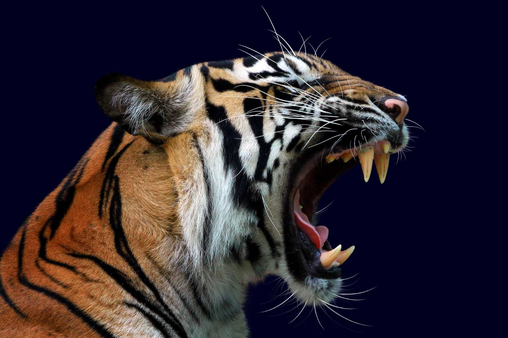 Tiger Headshot