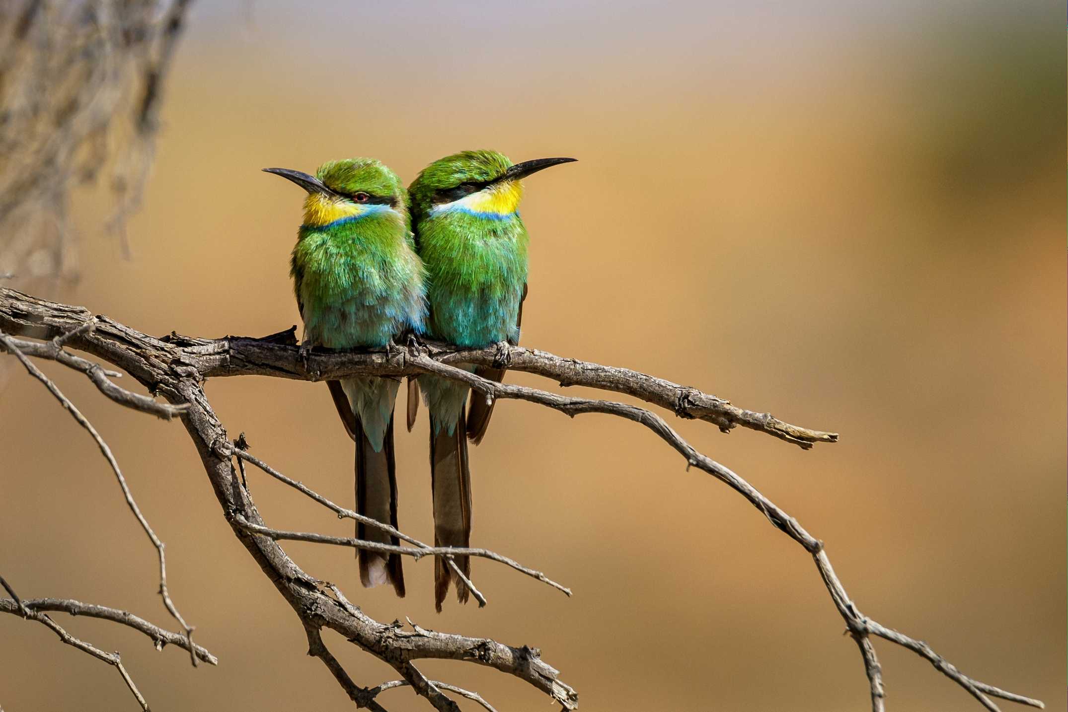 Bee Eater