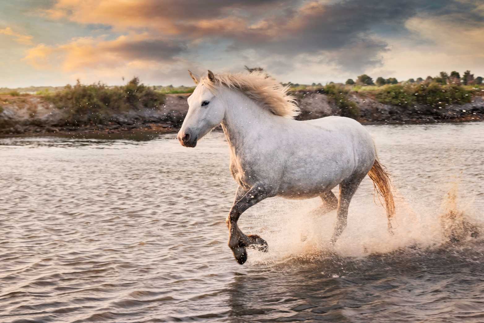 White Horse Running on Beach