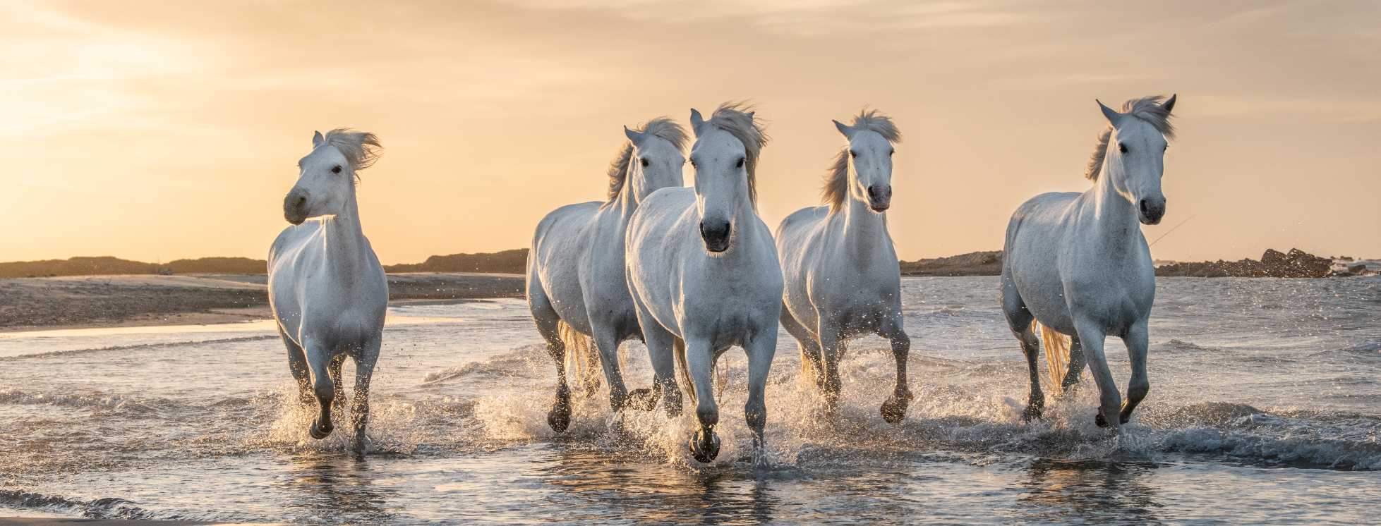 White Horses Running