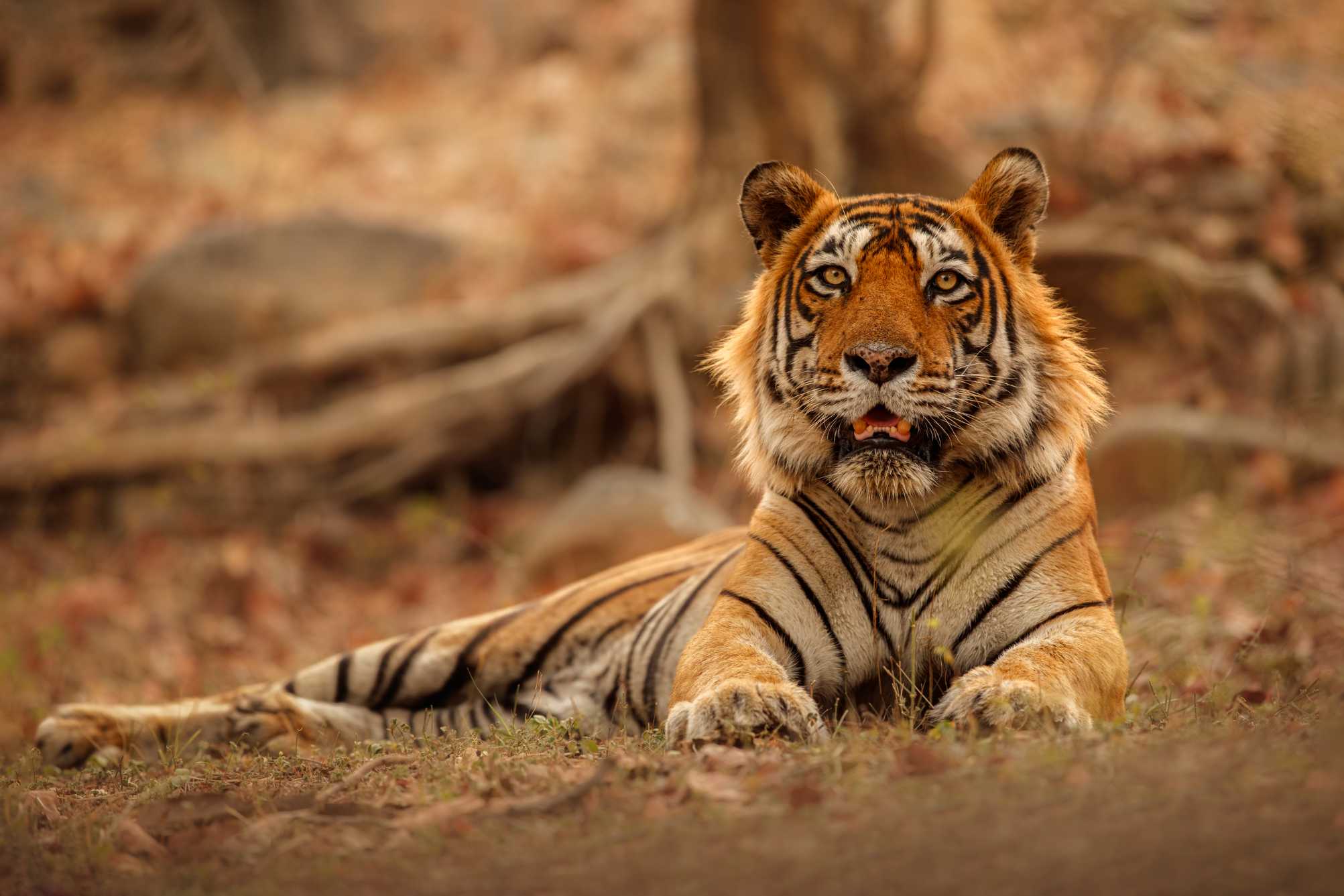 Tiger in Jungle