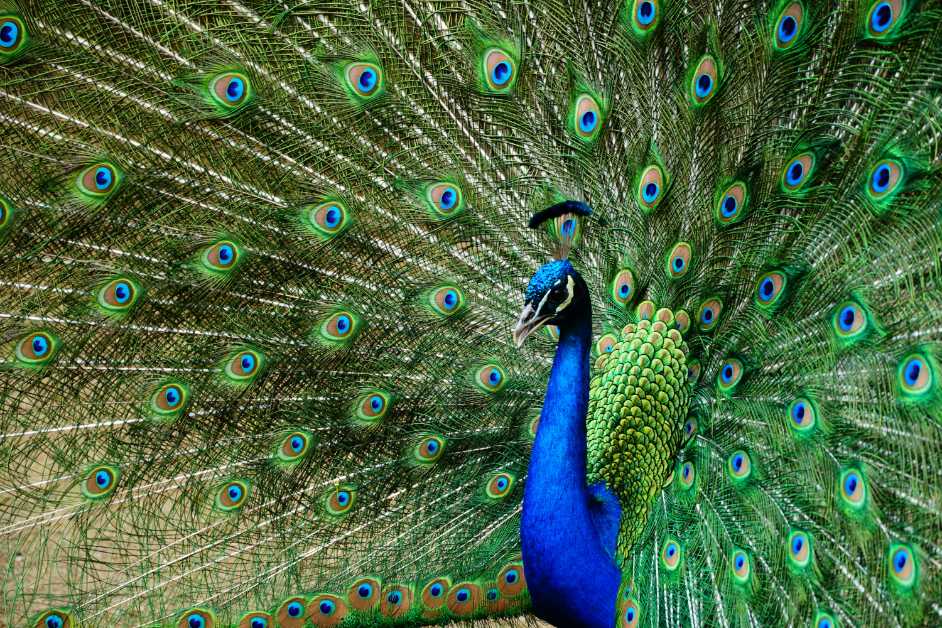 Beautiful Peacock