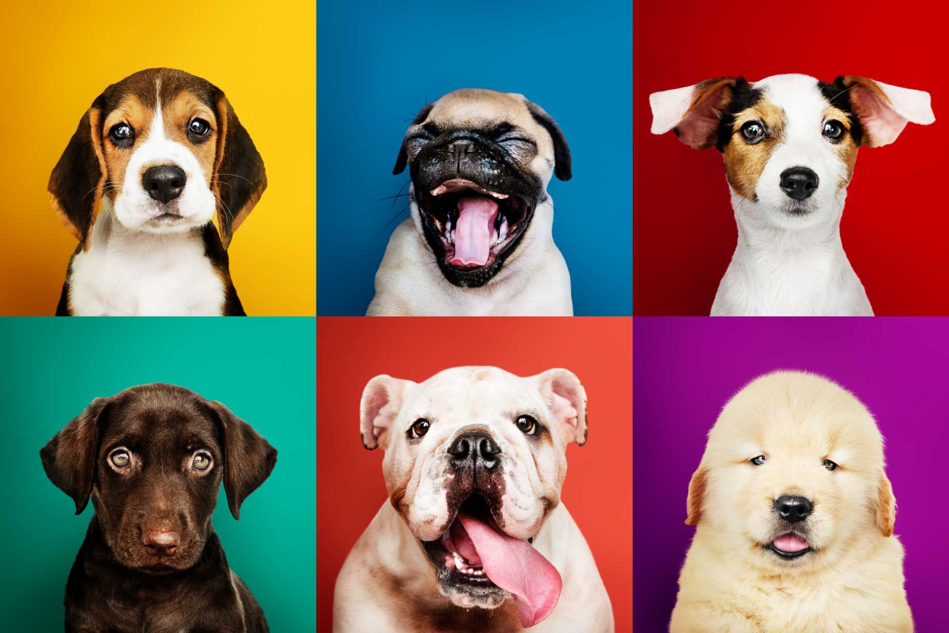Adorable Puppies Group