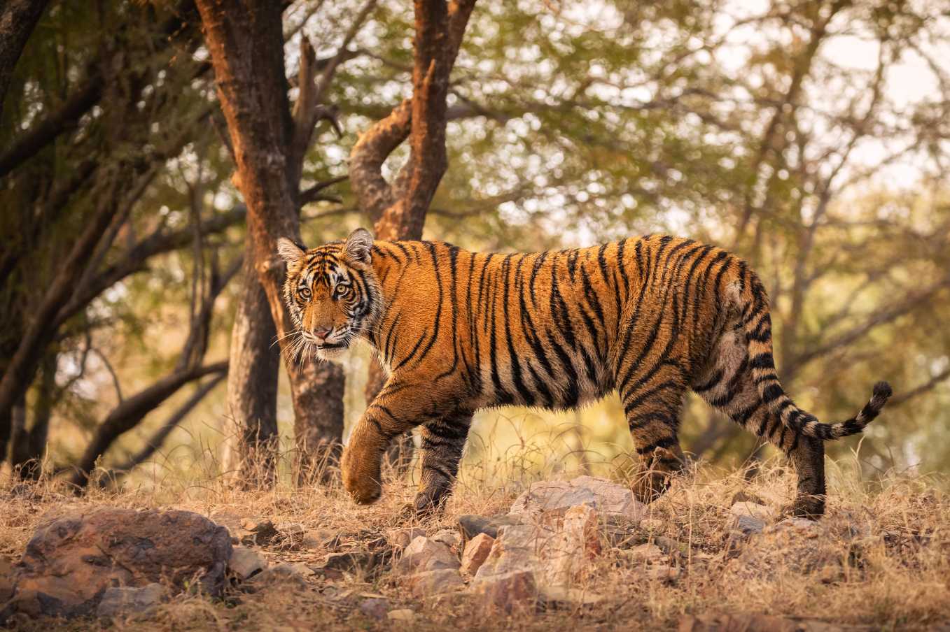Bengal Tigers