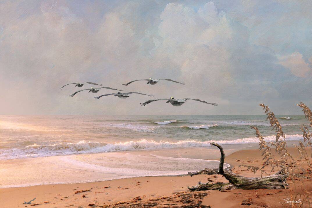 Pelicans at Honeymoon Island