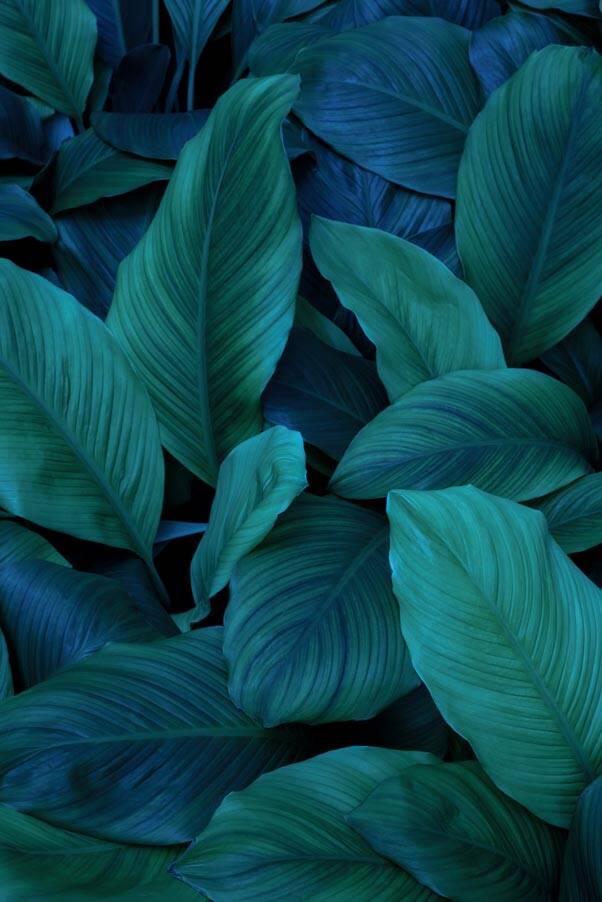 Asian Tropical Leaves Abstract Green Leaf Texture Nature Background Glass Printing