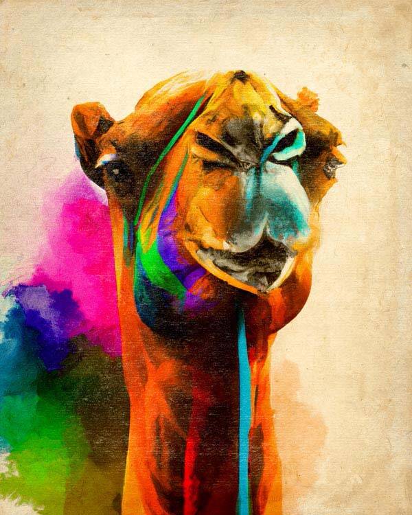 Colorful Camel