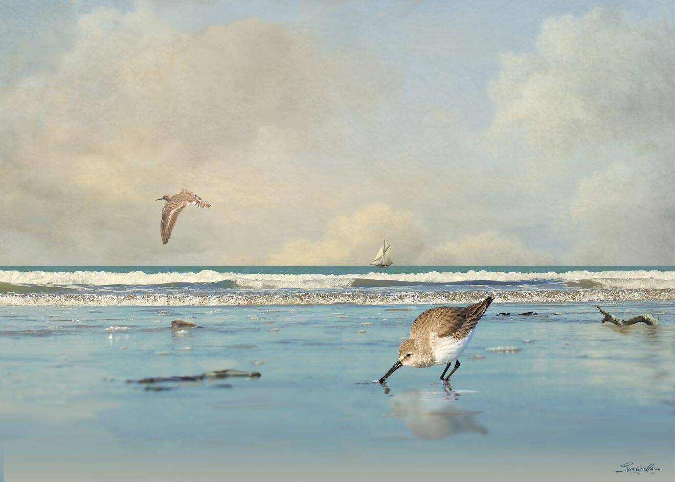 Lone Sandpiper