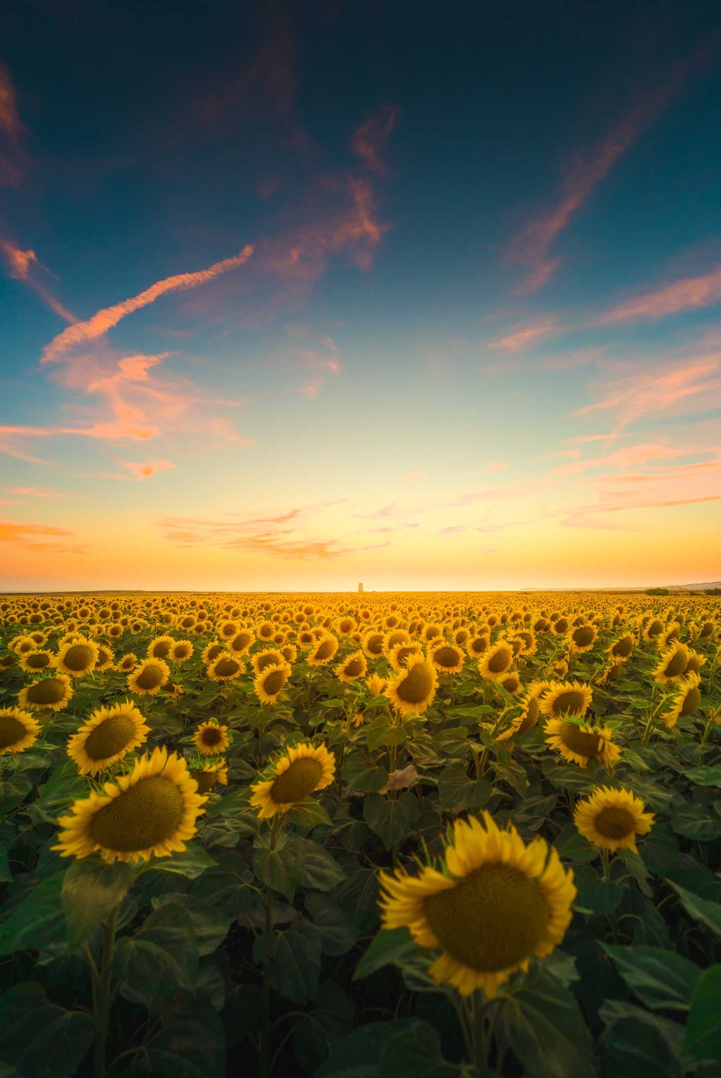 Sunflower Field